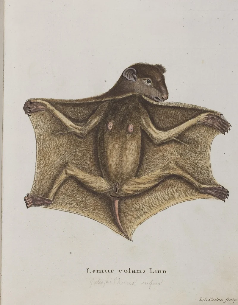An illustration from (Tafelband 1): Theil 1 - 3 und Supplement 1 u. 2: Taf. I - CLXV, 1775, leaf 122