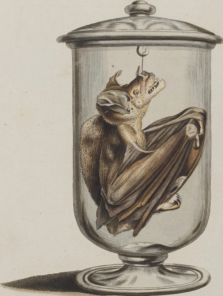 An illustration from (Tafelband 1): Theil 1 - 3 und Supplement 1 u. 2: Taf. I - CLXV, 1775, leaf 125