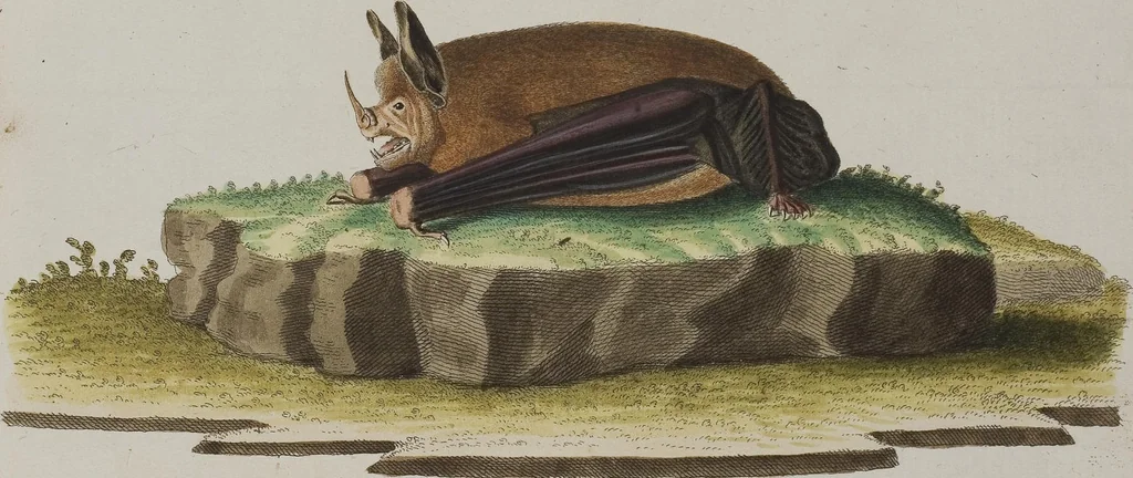 An illustration from (Tafelband 1): Theil 1 - 3 und Supplement 1 u. 2: Taf. I - CLXV, 1775, leaf 127