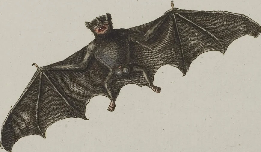 An illustration from (Tafelband 1): Theil 1 - 3 und Supplement 1 u. 2: Taf. I - CLXV, 1775, leaf 128