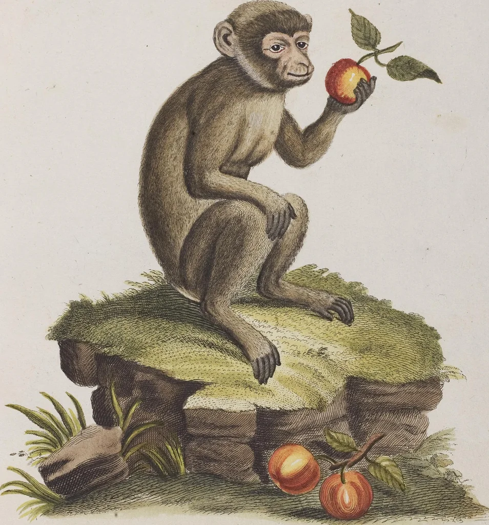 An illustration from (Tafelband 1): Theil 1 - 3 und Supplement 1 u. 2: Taf. I - CLXV, 1775, leaf 13