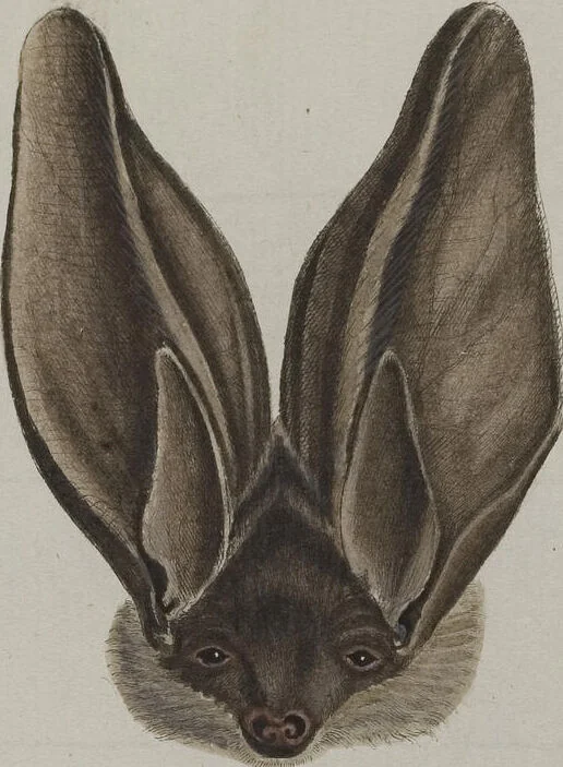 An illustration from (Tafelband 1): Theil 1 - 3 und Supplement 1 u. 2: Taf. I - CLXV, 1775, leaf 131
