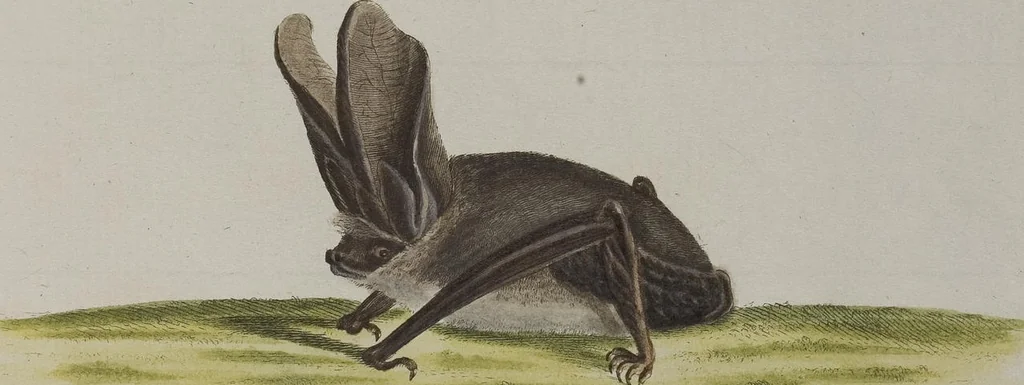An illustration from (Tafelband 1): Theil 1 - 3 und Supplement 1 u. 2: Taf. I - CLXV, 1775, leaf 131