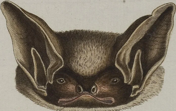 An illustration from (Tafelband 1): Theil 1 - 3 und Supplement 1 u. 2: Taf. I - CLXV, 1775, leaf 132