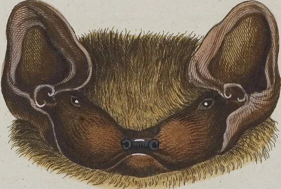 An illustration from (Tafelband 1): Theil 1 - 3 und Supplement 1 u. 2: Taf. I - CLXV, 1775, leaf 133