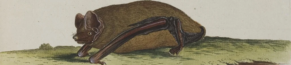 An illustration from (Tafelband 1): Theil 1 - 3 und Supplement 1 u. 2: Taf. I - CLXV, 1775, leaf 133