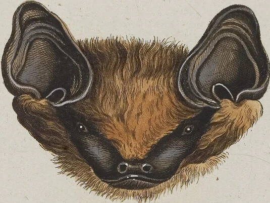 An illustration from (Tafelband 1): Theil 1 - 3 und Supplement 1 u. 2: Taf. I - CLXV, 1775, leaf 134