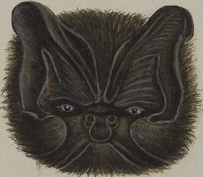An illustration from (Tafelband 1): Theil 1 - 3 und Supplement 1 u. 2: Taf. I - CLXV, 1775, leaf 136