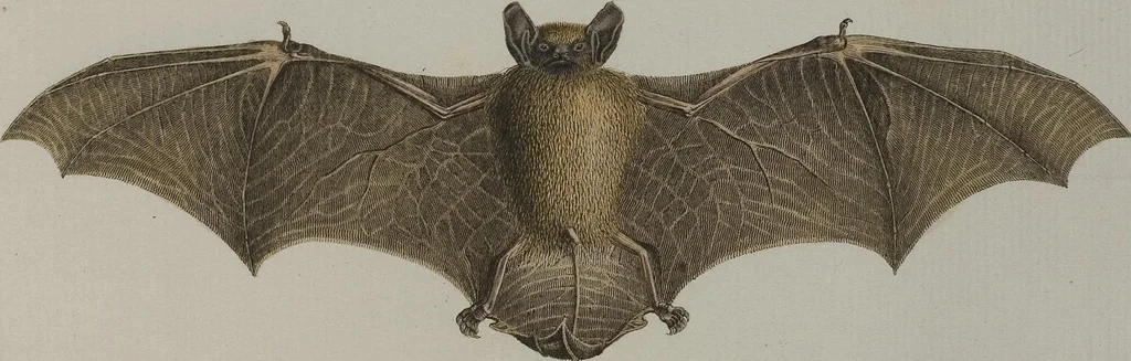 An illustration from (Tafelband 1): Theil 1 - 3 und Supplement 1 u. 2: Taf. I - CLXV, 1775, leaf 137