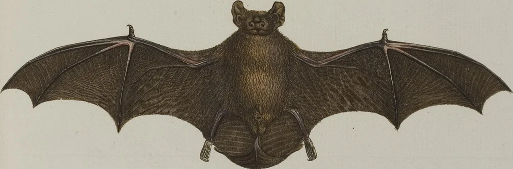 An illustration from (Tafelband 1): Theil 1 - 3 und Supplement 1 u. 2: Taf. I - CLXV, 1775, leaf 138