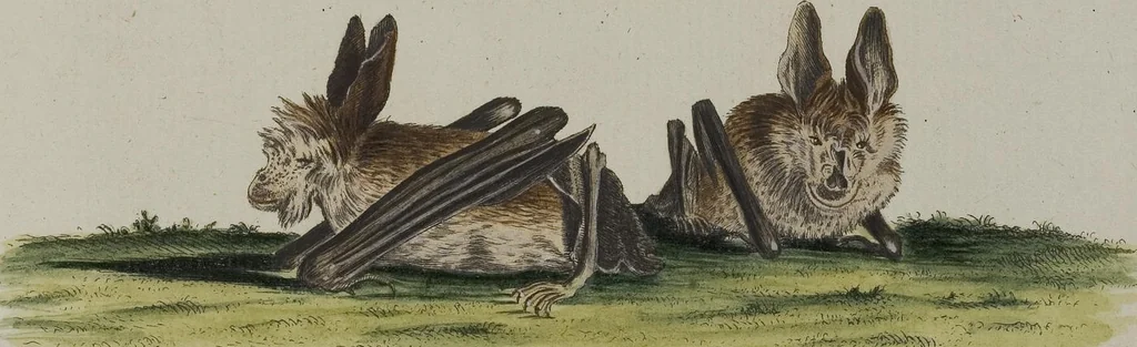 An illustration from (Tafelband 1): Theil 1 - 3 und Supplement 1 u. 2: Taf. I - CLXV, 1775, leaf 139