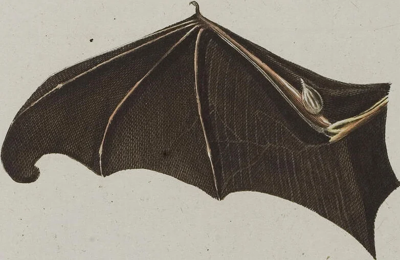An illustration from (Tafelband 1): Theil 1 - 3 und Supplement 1 u. 2: Taf. I - CLXV, 1775, leaf 140