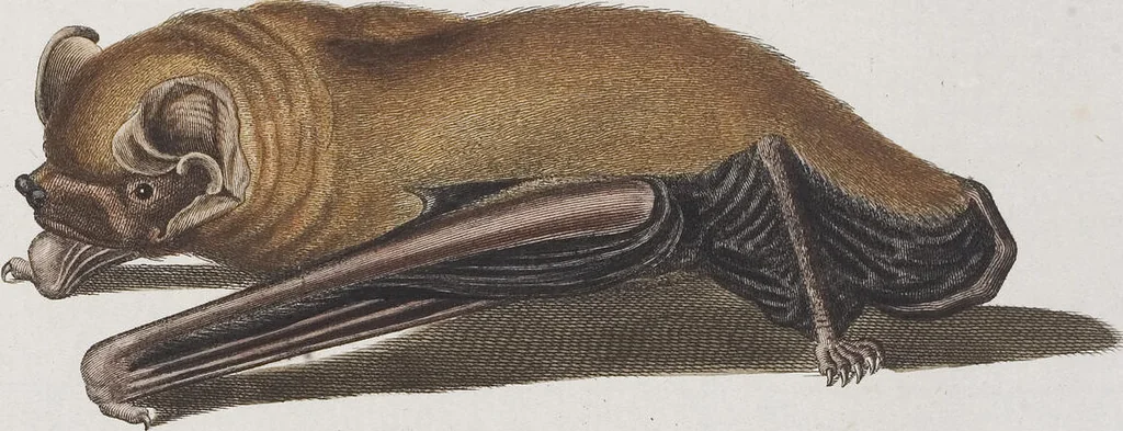 An illustration from (Tafelband 1): Theil 1 - 3 und Supplement 1 u. 2: Taf. I - CLXV, 1775, leaf 142