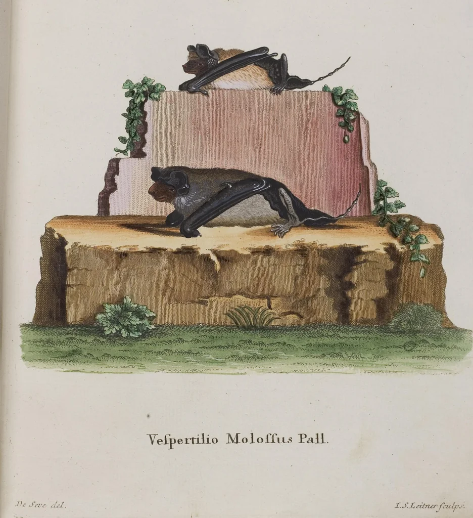 An illustration from (Tafelband 1): Theil 1 - 3 und Supplement 1 u. 2: Taf. I - CLXV, 1775, leaf 143