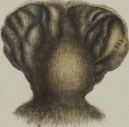 An illustration from (Tafelband 1): Theil 1 - 3 und Supplement 1 u. 2: Taf. I - CLXV, 1775, leaf 147
