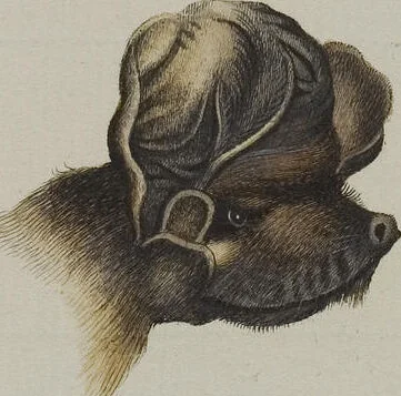 An illustration from (Tafelband 1): Theil 1 - 3 und Supplement 1 u. 2: Taf. I - CLXV, 1775, leaf 147