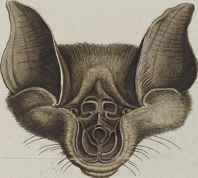 An illustration from (Tafelband 1): Theil 1 - 3 und Supplement 1 u. 2: Taf. I - CLXV, 1775, leaf 148