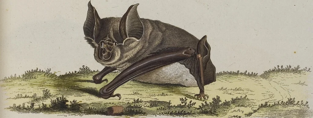 An illustration from (Tafelband 1): Theil 1 - 3 und Supplement 1 u. 2: Taf. I - CLXV, 1775, leaf 148