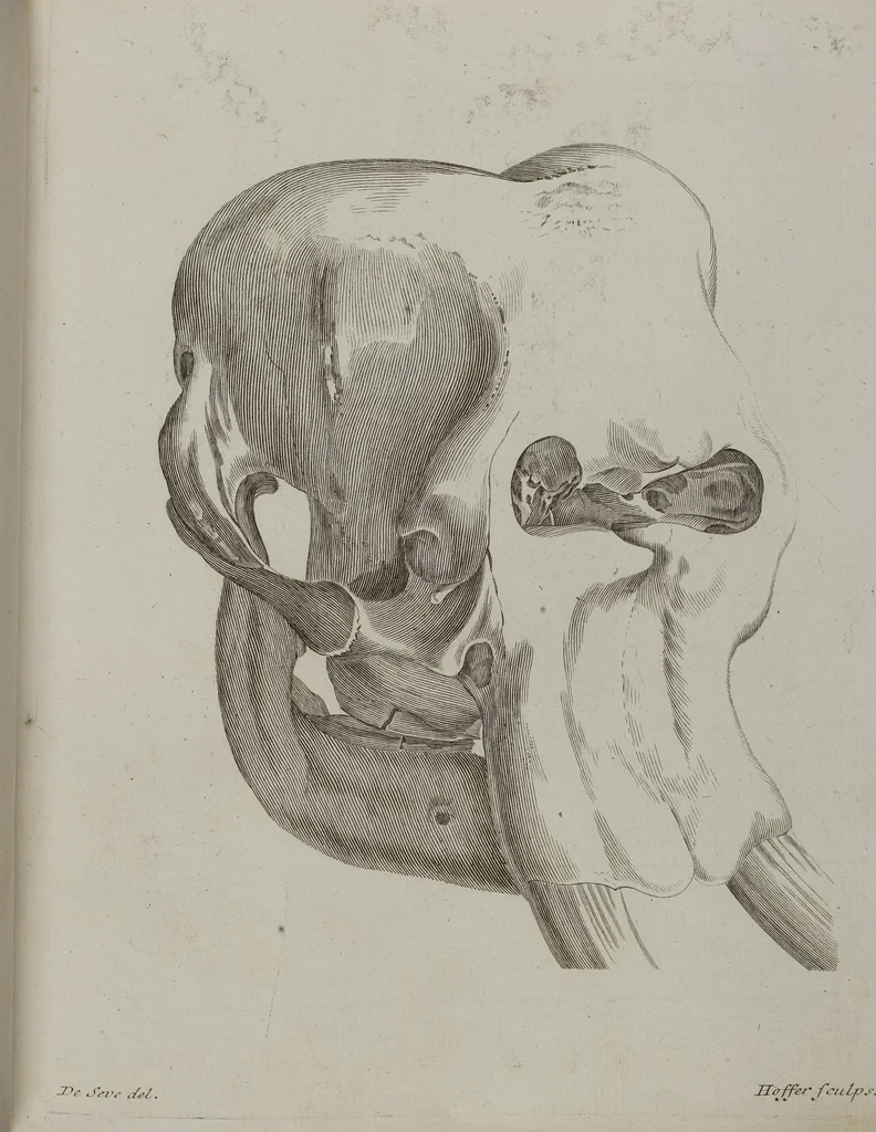An illustration from (Tafelband 1): Theil 1 - 3 und Supplement 1 u. 2: Taf. I - CLXV, 1775, leaf 151