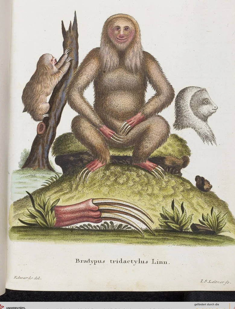 An illustration from (Tafelband 1): Theil 1 - 3 und Supplement 1 u. 2: Taf. I - CLXV, 1775, leaf 154