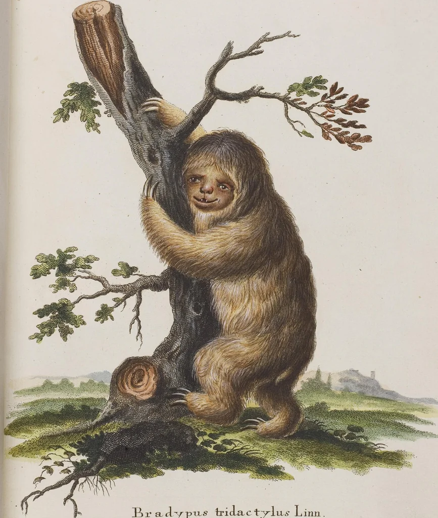 An illustration from (Tafelband 1): Theil 1 - 3 und Supplement 1 u. 2: Taf. I - CLXV, 1775, leaf 156