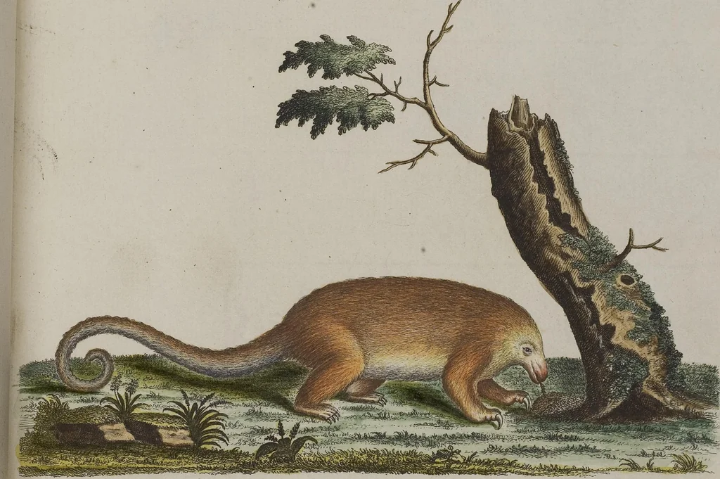 An illustration from (Tafelband 1): Theil 1 - 3 und Supplement 1 u. 2: Taf. I - CLXV, 1775, leaf 158