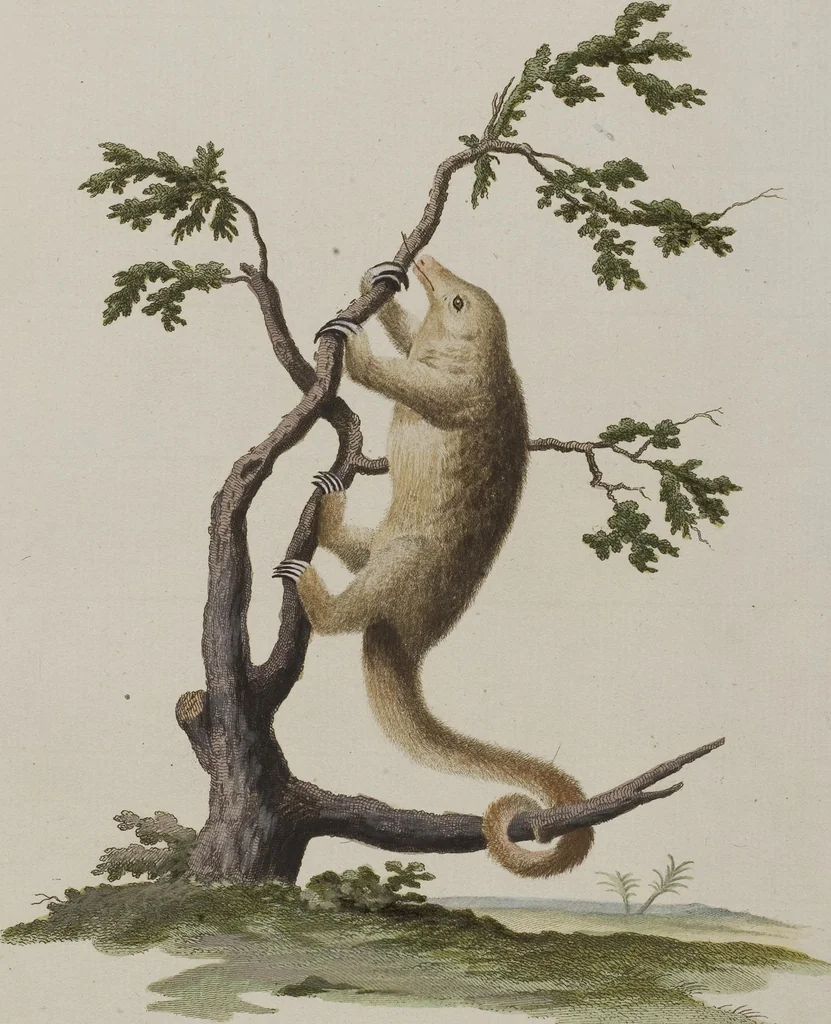 An illustration from (Tafelband 1): Theil 1 - 3 und Supplement 1 u. 2: Taf. I - CLXV, 1775, leaf 159