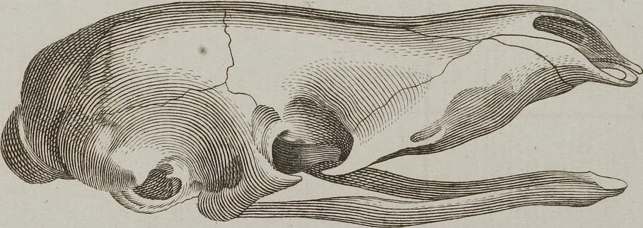 An illustration from (Tafelband 1): Theil 1 - 3 und Supplement 1 u. 2: Taf. I - CLXV, 1775, leaf 162