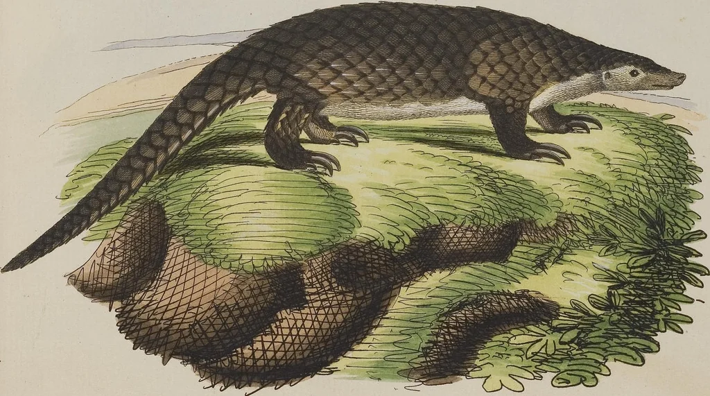 An illustration from (Tafelband 1): Theil 1 - 3 und Supplement 1 u. 2: Taf. I - CLXV, 1775, leaf 163