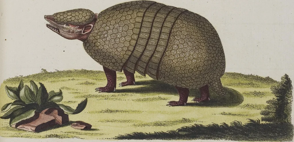 An illustration from (Tafelband 1): Theil 1 - 3 und Supplement 1 u. 2: Taf. I - CLXV, 1775, leaf 165