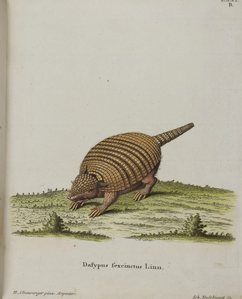 An illustration from (Tafelband 1): Theil 1 - 3 und Supplement 1 u. 2: Taf. I - CLXV, 1775, leaf 166