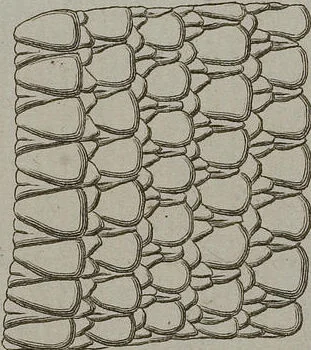 An illustration from (Tafelband 1): Theil 1 - 3 und Supplement 1 u. 2: Taf. I - CLXV, 1775, leaf 171