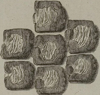 An illustration from (Tafelband 1): Theil 1 - 3 und Supplement 1 u. 2: Taf. I - CLXV, 1775, leaf 171
