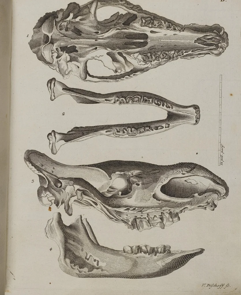 An illustration from (Tafelband 1): Theil 1 - 3 und Supplement 1 u. 2: Taf. I - CLXV, 1775, leaf 175