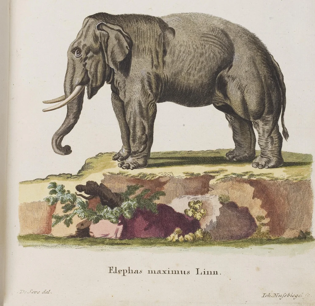 An illustration from (Tafelband 1): Theil 1 - 3 und Supplement 1 u. 2: Taf. I - CLXV, 1775, leaf 176