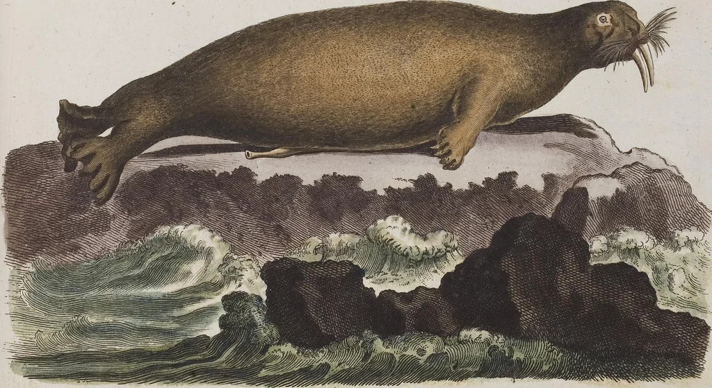 An illustration from (Tafelband 1): Theil 1 - 3 und Supplement 1 u. 2: Taf. I - CLXV, 1775, leaf 177