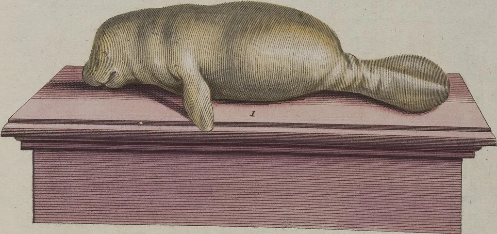 An illustration from (Tafelband 1): Theil 1 - 3 und Supplement 1 u. 2: Taf. I - CLXV, 1775, leaf 178