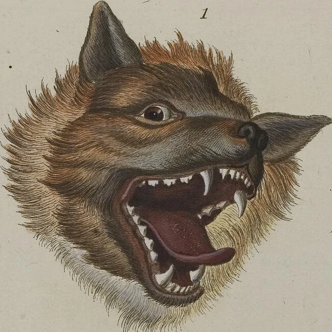An illustration from (Tafelband 1): Theil 1 - 3 und Supplement 1 u. 2: Taf. I - CLXV, 1775, leaf 179