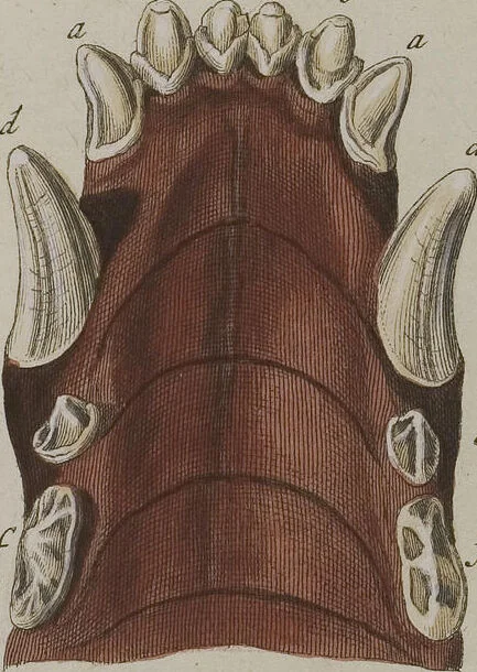 An illustration from (Tafelband 1): Theil 1 - 3 und Supplement 1 u. 2: Taf. I - CLXV, 1775, leaf 179