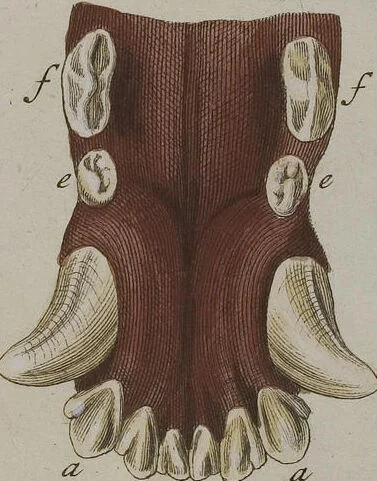 An illustration from (Tafelband 1): Theil 1 - 3 und Supplement 1 u. 2: Taf. I - CLXV, 1775, leaf 179