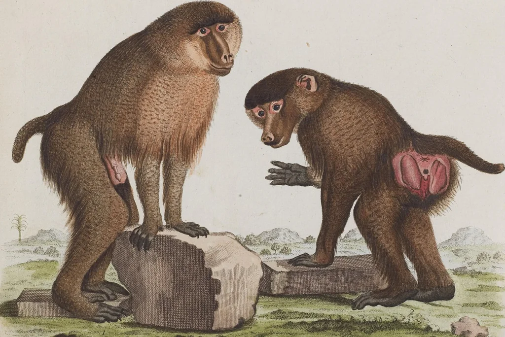 An illustration from (Tafelband 1): Theil 1 - 3 und Supplement 1 u. 2: Taf. I - CLXV, 1775, leaf 18