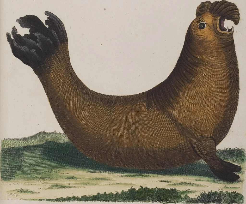 An illustration from (Tafelband 1): Theil 1 - 3 und Supplement 1 u. 2: Taf. I - CLXV, 1775, leaf 181