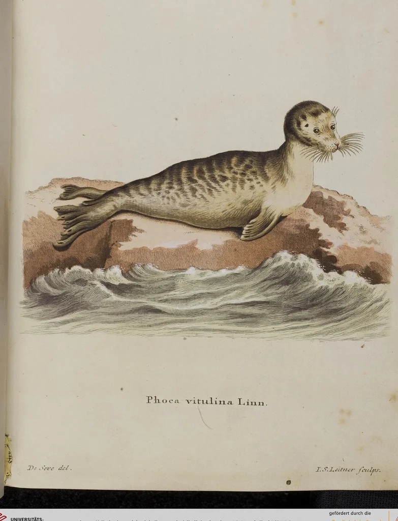 An illustration from (Tafelband 1): Theil 1 - 3 und Supplement 1 u. 2: Taf. I - CLXV, 1775, leaf 183