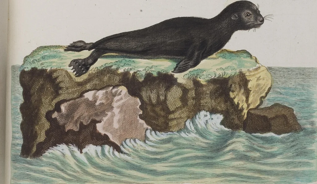 An illustration from (Tafelband 1): Theil 1 - 3 und Supplement 1 u. 2: Taf. I - CLXV, 1775, leaf 184