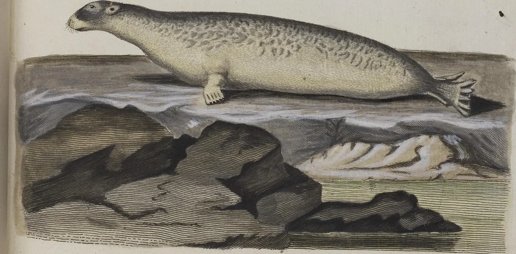 An illustration from (Tafelband 1): Theil 1 - 3 und Supplement 1 u. 2: Taf. I - CLXV, 1775, leaf 186