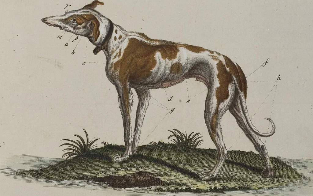 An illustration from (Tafelband 1): Theil 1 - 3 und Supplement 1 u. 2: Taf. I - CLXV, 1775, leaf 187
