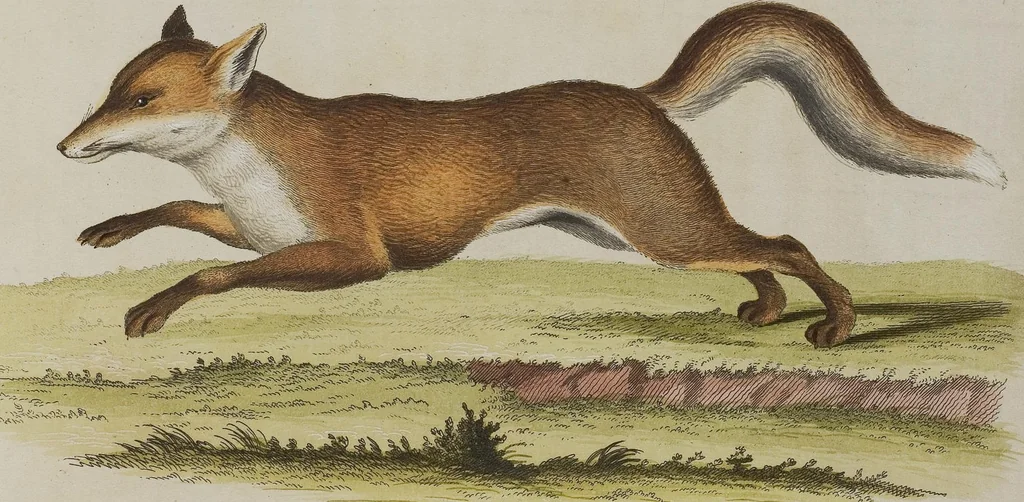 An illustration from (Tafelband 1): Theil 1 - 3 und Supplement 1 u. 2: Taf. I - CLXV, 1775, leaf 192