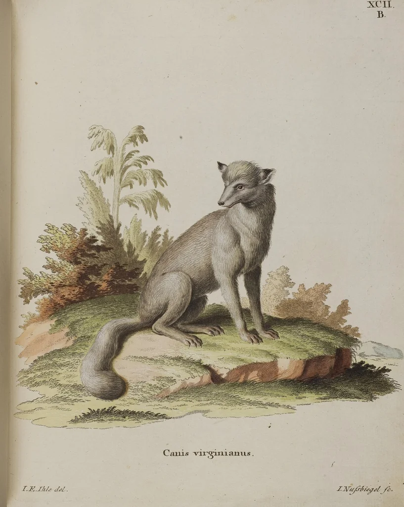 An illustration from (Tafelband 1): Theil 1 - 3 und Supplement 1 u. 2: Taf. I - CLXV, 1775, leaf 198