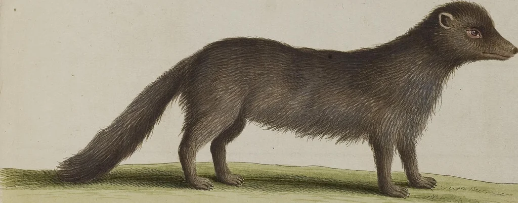An illustration from (Tafelband 1): Theil 1 - 3 und Supplement 1 u. 2: Taf. I - CLXV, 1775, leaf 202