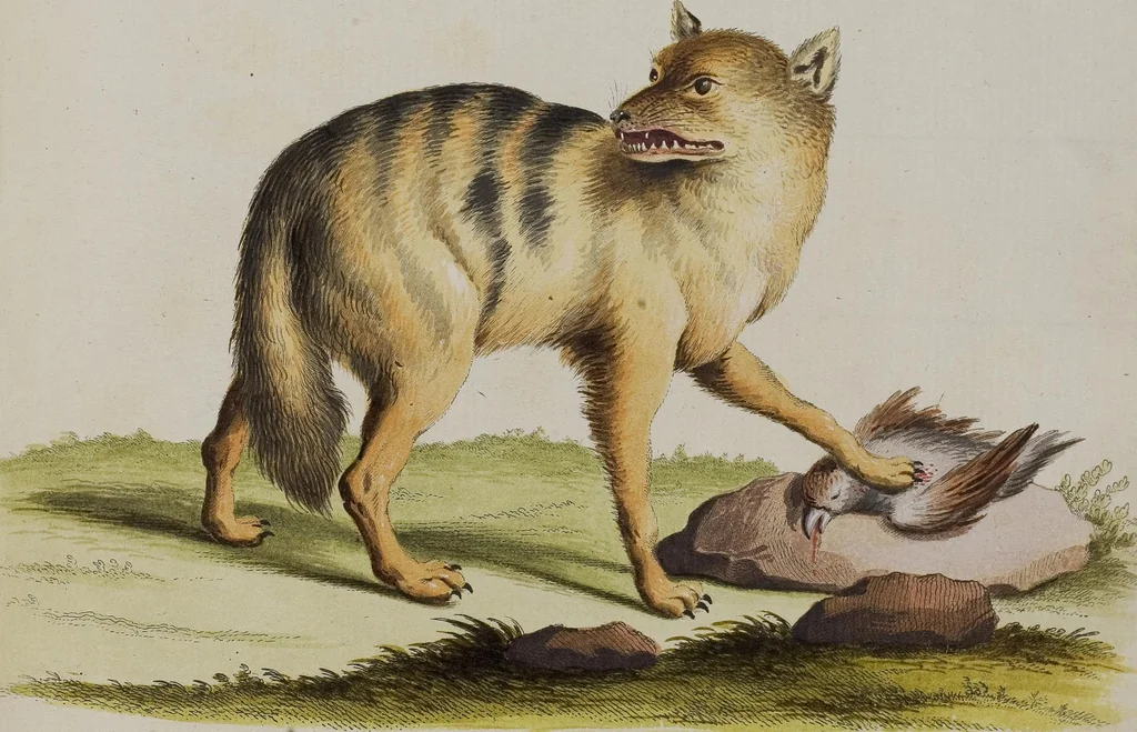 An illustration from (Tafelband 1): Theil 1 - 3 und Supplement 1 u. 2: Taf. I - CLXV, 1775, leaf 204